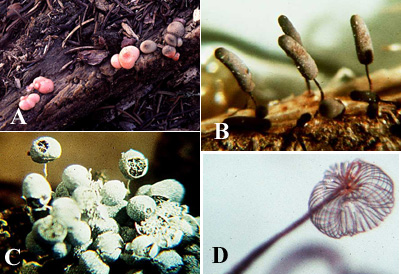 some slime mold fruiting bodies