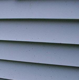 Sphaerobolus peridioles on siding-- see the black dots?