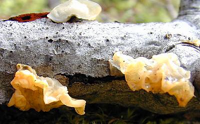 Tremella mesenterica, witch's butter