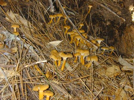 many tubies under a pine in California