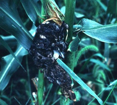 Ustilago maydis on corn