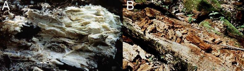 A=White rot B=Brown rot