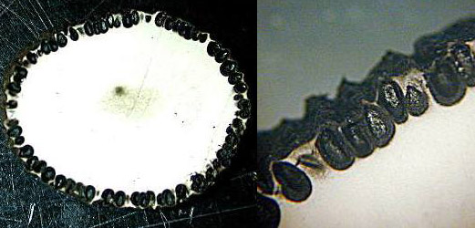 Xylaria polymorpha fruiting bodies cross section far and close